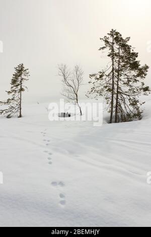 Schneehase-Spuren in einsamer Winterlandschaft in Norwegen Stockfoto