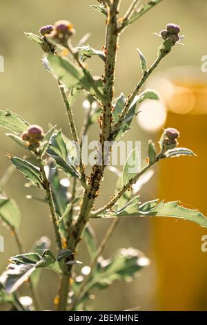 Ameisen sind soziale Insekten. Ameisen bedeckten die Pflanze. Ameisen auf der Pflanze Nahaufnahme. Weißrussland, Natur Sommer Hintergrund. Stockfoto