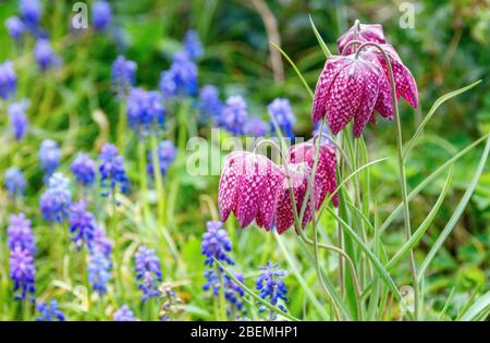 Schöne, lila Schlangenkopf (Fritillaria meleagris) Blüten und verschwommene, blaue Traubenhyazinthen (Muscari botryoides) im Hintergrund. Stockfoto