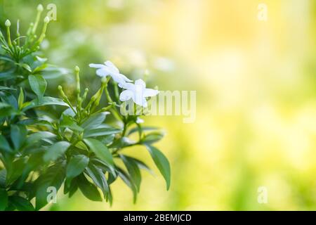 Nahaufnahme Gerdenia Crape Jasmin grüne Blätter im Garten auf natürlichem Hintergrund Stockfoto