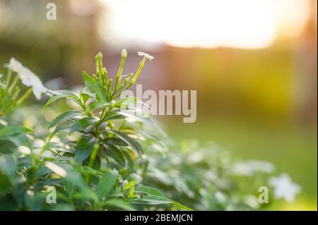 Nahaufnahme Gerdenia Crape Jasmin grüne Blätter im Garten auf natürlichem Hintergrund Stockfoto