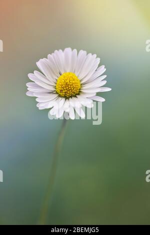 Morgenlicht auf einem weißen Gänseblümchen mit verschwommenen Farben im Hintergrund Stockfoto