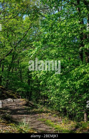 Frühling im Wald mit Licht filtrierenden Bäumen, Rheintal, Deutschland Stockfoto