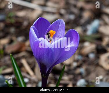 Eine frühe Frühlingscrocus Blume im Garten, die von einer winzigen Biene bestäubt wird. Stockfoto