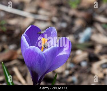 Eine frühe Frühlingscrocus Blume im Garten, die von einer winzigen Biene bestäubt wird, mit einer Fliege im Hintergrund. Stockfoto