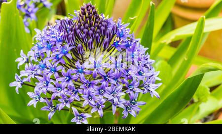 Eine Makroaufnahme der Seitenansicht eines portugiesischen Blausterne blühen. Stockfoto