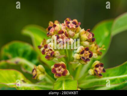 Ein Makrofoto der Blüte eines Honigrauschbusches. Stockfoto