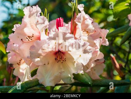 Eine Makroaufnahme einer rosa Rhododendron Bush blühen. Stockfoto