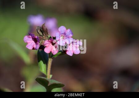 Lungwort blüht im Quellwald. Heilpflanze Pulmonaria officinalis, Phytotherapie, lebendige Farben der Natur Stockfoto