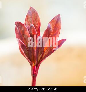 Ein Makrofoto der roten Blätter eines Pfingstrosen, der aus dem Boden auftaucht. Stockfoto