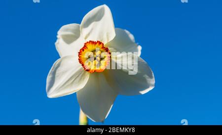 Ein Makroschuss eines Fasanen-Augendaffodils gegen einen blauen Himmel. Stockfoto