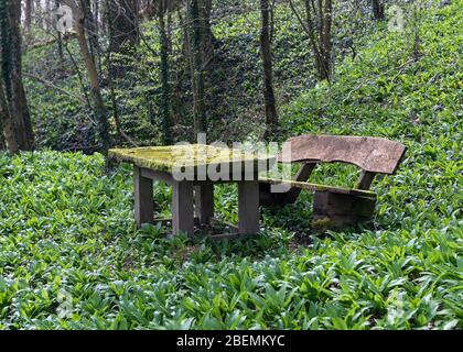 Moos bedeckter Tisch und Holzbank für Picknick oder Entspannung rund um die wilden Knoblauchpflanzen im Wald. Stockfoto