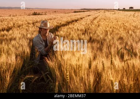 Agronom Landwirt Inspektion reifen Ähren auf dem Feld im warmen Sommer Sonnenuntergang. Landarbeiter Analyse Entwicklung von Getreide. Stockfoto