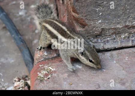 Indisches Palmhörnchen (Funambulus pennantii) in Dehli, Indien Stockfoto