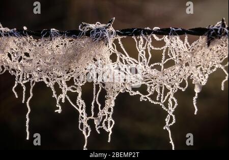 Nahaufnahme von schönen gefrorenen Wassertropfen auf Fäden aus Schafwolle auf einem Stacheldraht Zaun im Winter Stockfoto