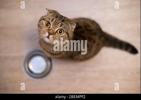 Tabby Scottish Fold Katze neben einem futternapf Warten auf das Essen. Gesunde Katze Diät Stockfoto