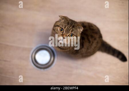 Tabby Scottish Fold Katze neben einem futternapf Warten auf das Essen. Gesunde Katze Diät Stockfoto
