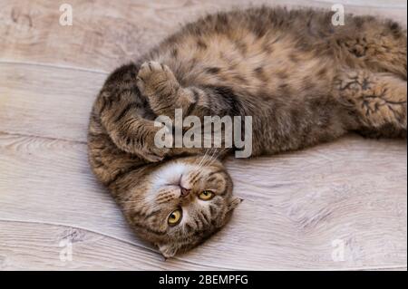 Erwachsene Scottish Fold lustige Katze liegt auf dem Holzboden Stockfoto