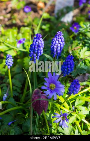 Blaue Traubenhyazinthen, Muscari, blühend in einem gemischten Garten in Nordirland im Frühjahr 2020 Stockfoto