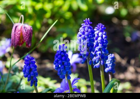 Blaue Traubenhyazinthen, Muscari, blühend in einem gemischten Garten in Nordirland im Frühjahr 2020 Stockfoto