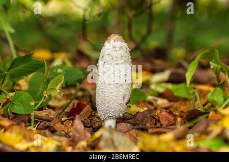 Schwarze Tinte im Naturschutzgebiet Duvenstedter Brook in Hamburg Stockfoto