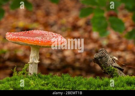 Fliegenpilz im Naturschutzgebiet Duvenstedter Brook in Hamburg Stockfoto