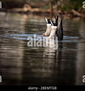 Stockenten auf der Nahrungssuche auf einem Colorado Teich Stockfoto