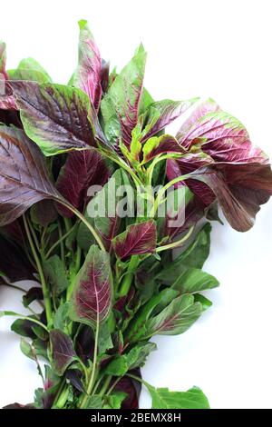 Nahaufnahme von Amaranthus tricolor oder als Red Amaranth vor weißem Hintergrund isoliert bekannt Stockfoto