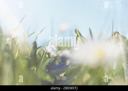 Nahaufnahme eines Gänseblümchens, eingerahmt von kunstvoll verschwommenen Blumen und einem blauen Himmel. Mit einem alten texturierten Vintage-Edit. Stockfoto
