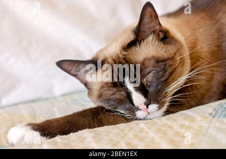 Twinkie, eine Erwachsene siamesische Schneeschuhkatze, schläft auf einem Bett, 13. April 2020, in CODEN, Alabama. Stockfoto