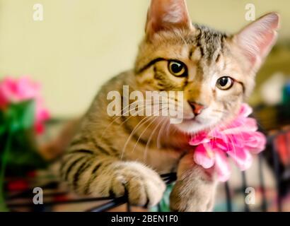 Braveheart, ein vier Monate altes, tabby-Kätzchen, spielt mit künstlichen Blumen, 13. April 2020, in CODEN, Alabama. Stockfoto