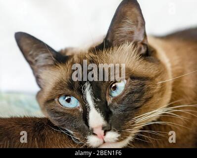 Twinkie, eine Erwachsene siamesische Schneeschuhkatze, ruht sich am 13. April 2020 auf einem Bett in CODEN, Alabama. Stockfoto