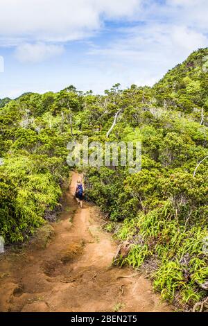 Alakai Swamp Trail, Koke'e State Park, Kauai, Hawaii Stockfoto