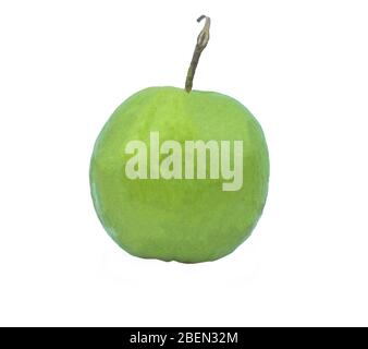 Grüne frische mittelgroße Guava-Frucht auf einem leeren weißen isolierten Hintergrund Stockfoto