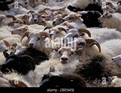 Schafherde bei traditionellen Schafen runden sich in Island ab Stockfoto