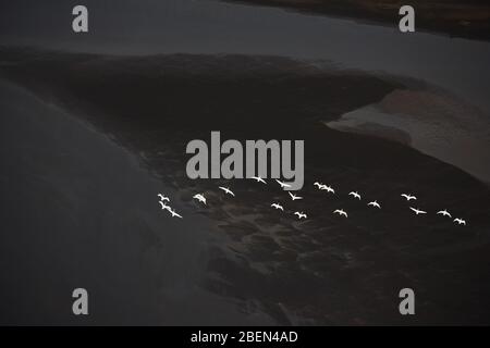 Luftbild von weißen Schwanen, die über den schwarzen Sandstrand fliegen Stockfoto