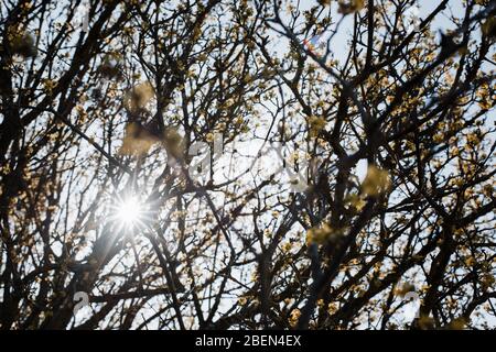 Sonne scheint an einem Frühlingstag durch die Bäume Stockfoto