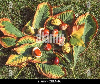 Kastanien (Castanea sativa) liegen auf Herbstblättern, West Sussex, England, Vereinigtes Königreich Stockfoto