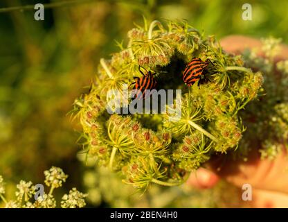 Gestreifte Schildwanzen auf der Blume Stockfoto