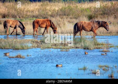 Drei junge Wildpferde, die auf dem Wasser spazieren Stockfoto