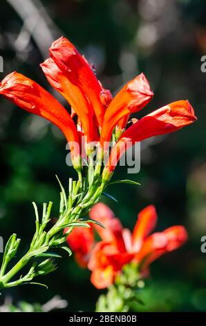 Kaphonigsauckle, Tecoma capensis, Stockfoto