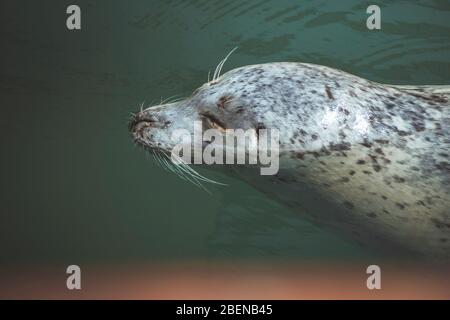 Pacific Harbor Seehunde warten auf Fische in der Oak Bay Marina Stockfoto