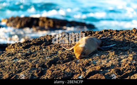 Panorama-Porträt eines ruhenden Galapagos-Pelzrobben (Arctocephalus galapagoensis) am Strand von Puerto Egas, Santiago Island, Galapagos, Ecuador. Stockfoto