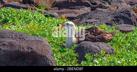 Panorama-Porträt eines männlichen Wellenalbatros (Phoebastria irrorata), der in Sesuvium-Pflanzen auf der Insel Espanola, Galapagos, Ecuador, ruht. Stockfoto