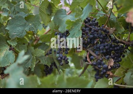 Große Trauben, Rotwein, Trauben von einer alten Rebe in warmes Licht am Nachmittag hängen Stockfoto