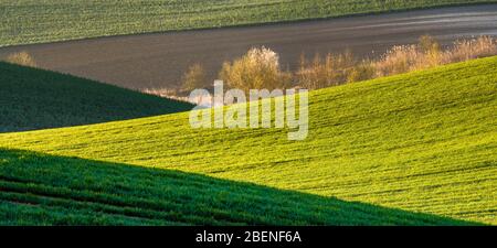 Panorama des grünen, Frühlingsfeld bei Sonnenaufgang Stockfoto