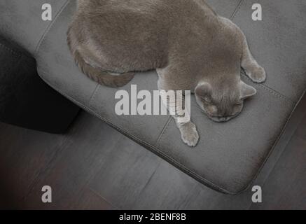 Faule graue britische Kurzhaarkatze liegt an der Ecke des Sofas, von oben geschossen, und spreizt seine Pfoten. Niedliches Haustier. Grauton Stockfoto