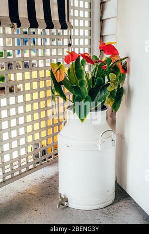 Anthurium in einer alten Creme kann mit Wasserhahn überschüssiges Wasser auf der Veranda mit Gitter ablassen. Stockfoto