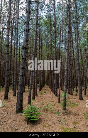 Three Brothers Wasserfälle Naturschutzgebiet Haliburton County Kinmount Ontario Kanada Im Sommer Stockfoto