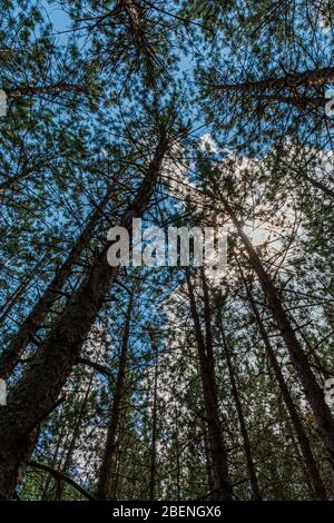 Three Brothers Wasserfälle Naturschutzgebiet Haliburton County Kinmount Ontario Kanada Im Sommer Stockfoto